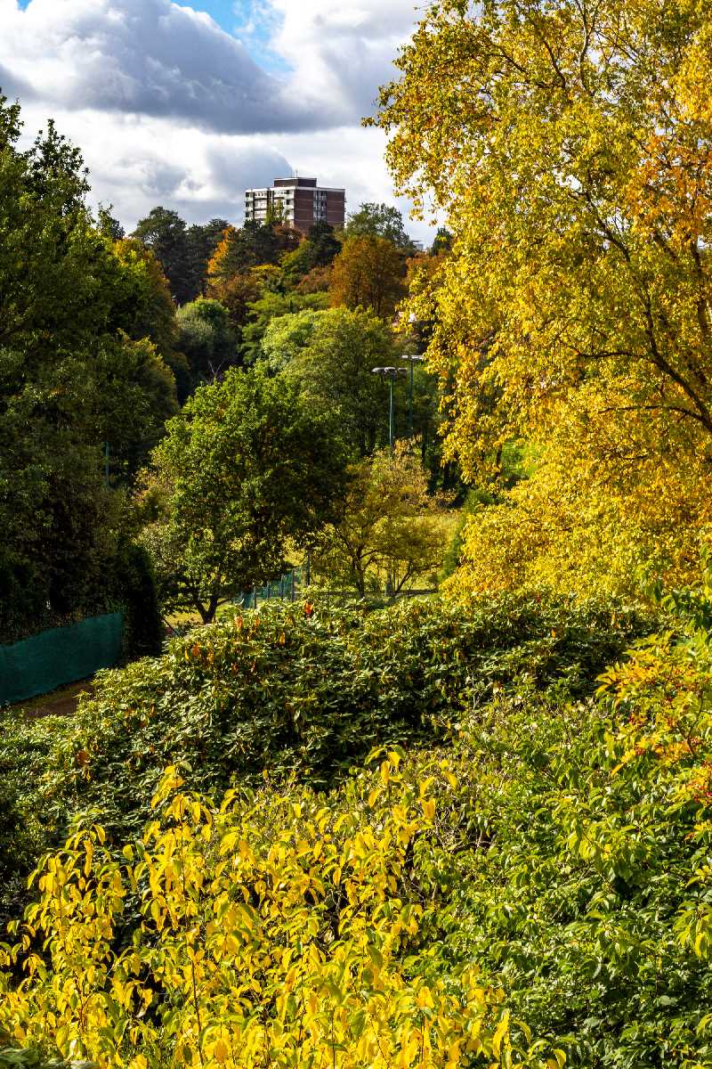 Autumnal view across leafy Edgbaston.